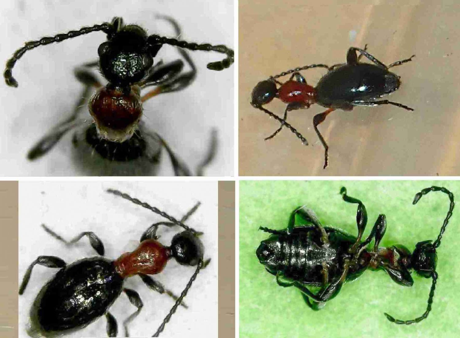 Réf. 235392 — INSECTA > Coleoptera > Anthicidae > Anthelephila